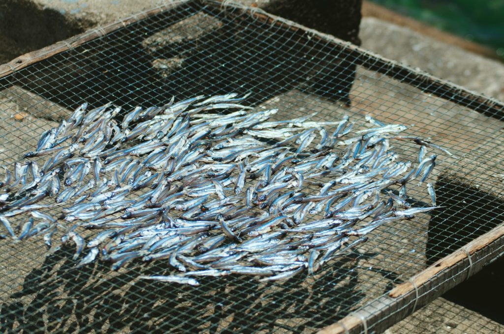 How to Distinguish Quality Greek Anchovies