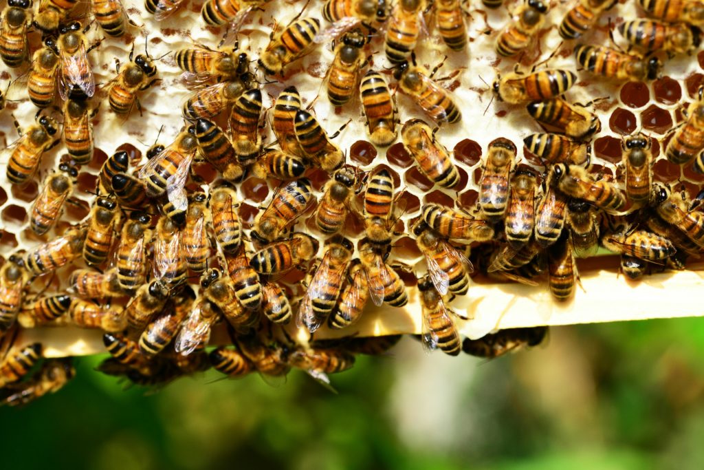 Le Miel Grec : Un Cadeau de la Nature à Apprécier au Quotidien