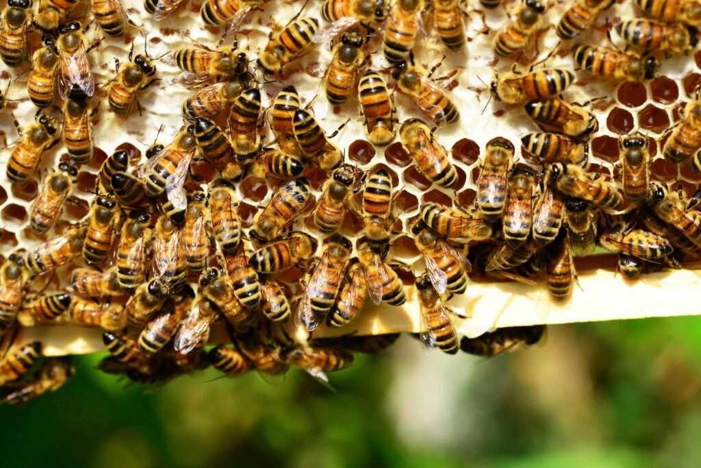 Abeilles sur alvéoles de cire remplies de miel