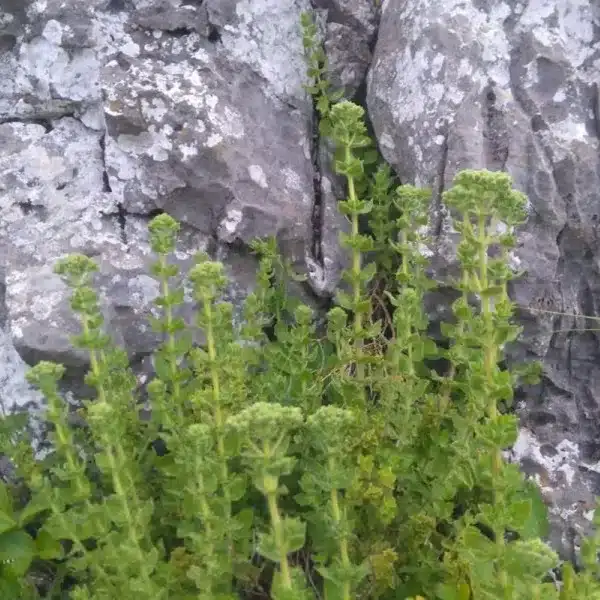 Origan frais dans la nature - Kalypso (champ d'origan, origan en fleurs, Grèce)