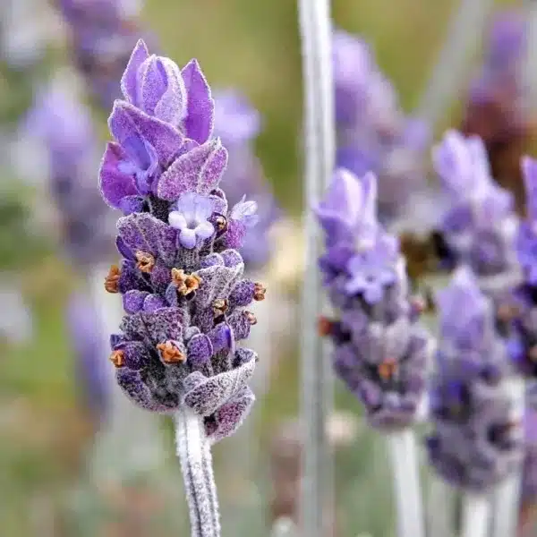 Lavande grecque dans la nature - Kalypso (champ de lavande en fleurs, île de Lesbos)