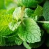 Fresh mint in the wild - Kalypso (Mint Field, Blooming Mint, Greece)