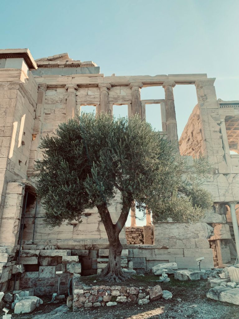 An olive tree in front of the ancient ruins of the Parthenon on the Acropolis in Athens under a clear blue sky.
Growy and Tasty.
Greek producers online.
Store for Greek products online.
Online Greek grocery store.