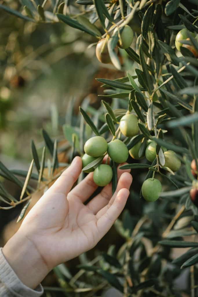 The origin and terroirs of Cretan olive oil