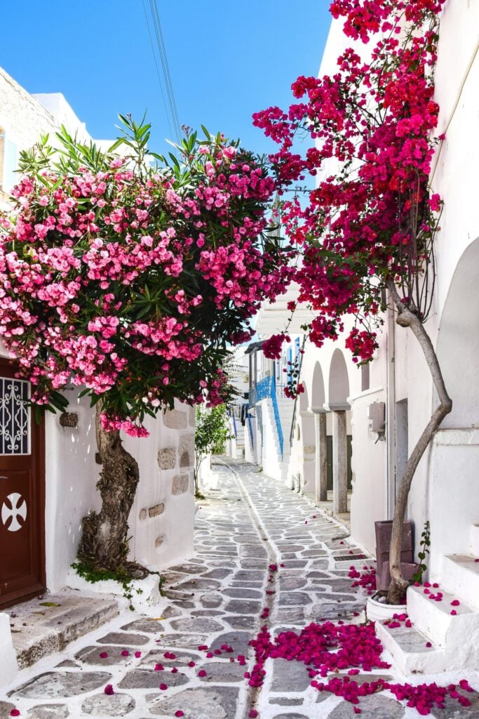 Ruelle pavée fleurie à Paros avec bougainvilliers et maisons blanches typiques des Cyclades