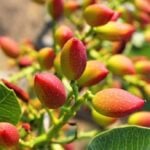 Pistachios