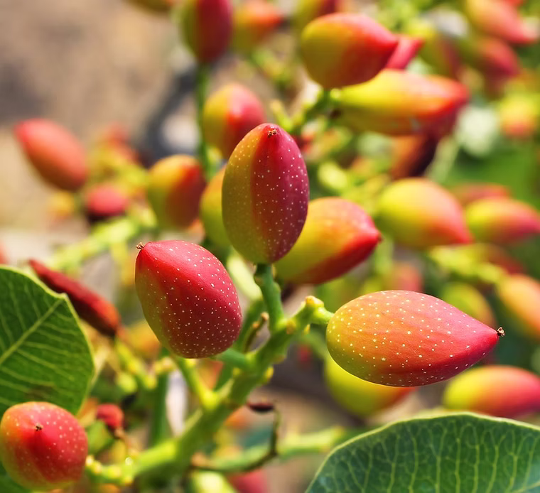Visite d'une plantation de pistaches et d'une usine