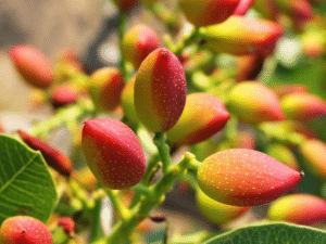 Visite d'une plantation de pistaches et d'une usine de transformation en Grèce, avec des fruits rouges et verts sur les branches.